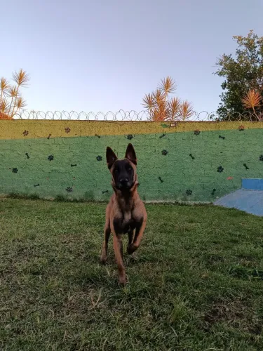 Doação fêmea malinois