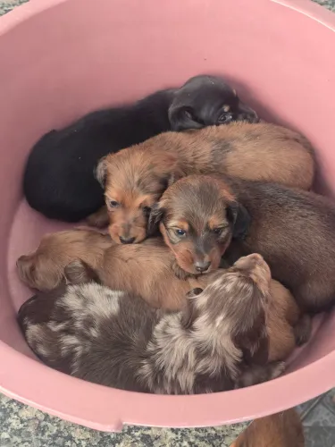 Filhote Salsicha/Dachshund/tekel/basset Pelo longo mini