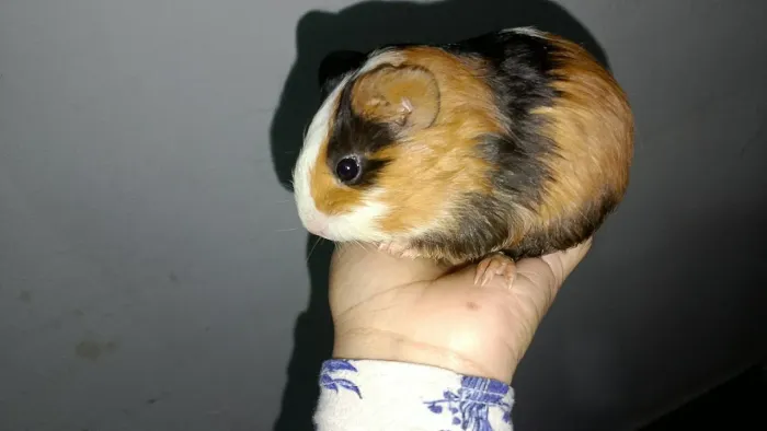Porquinho da índia