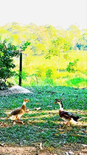 Casal de marrecos