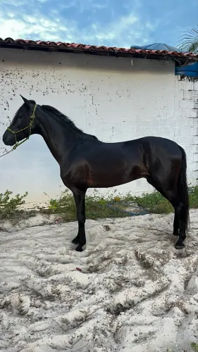 Cavalo mangalarga marchador
