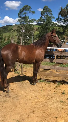 Cavalo mangalarga marchador 