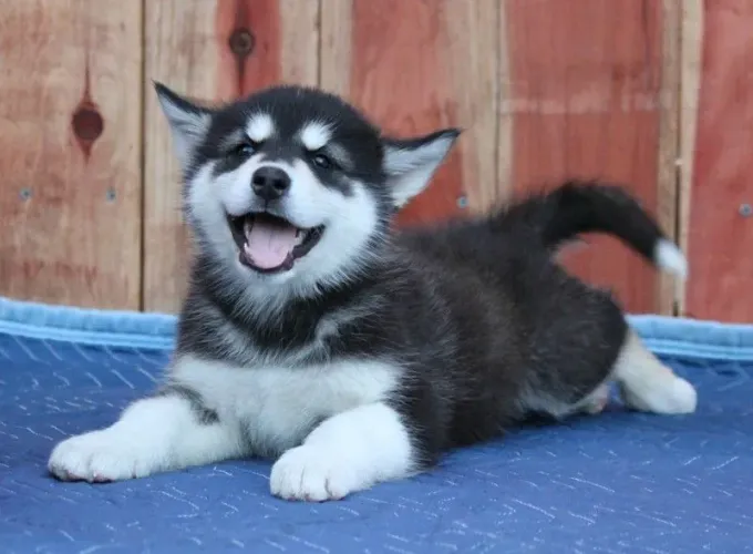 Husky siberiano O próximo capítulo começa com quatro patas