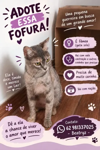 Gatinha Femea adulta para adoção 