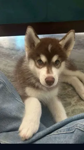 Husky siberiano Filhote que merece aparecer entre os seus favoritos