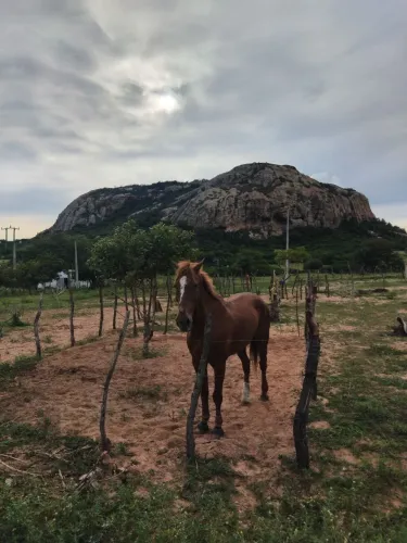 Cavalo de esquerda para vender 