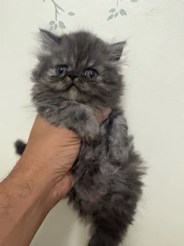 Gato Persa
