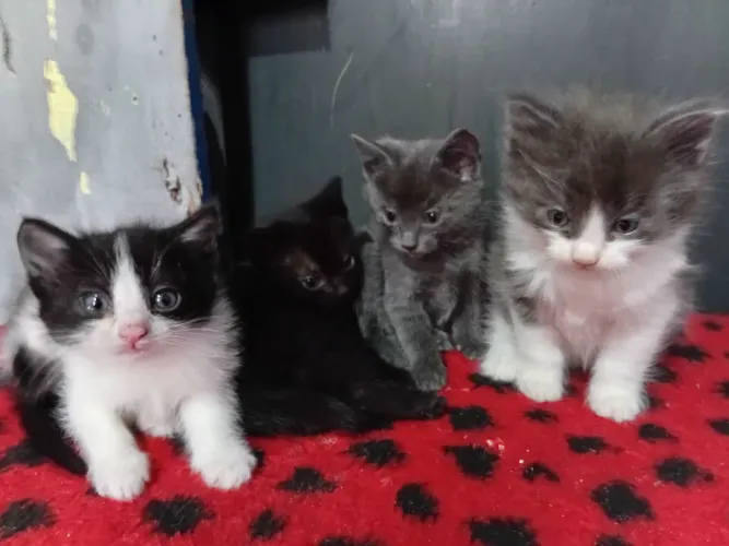 Gatinhos para Adoção 