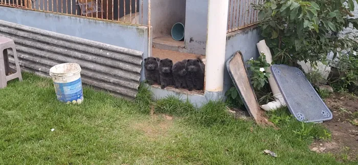 Filhote de chow chow