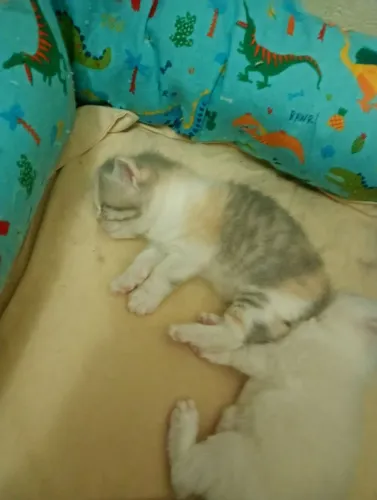 Filhote de gato persa para sereva