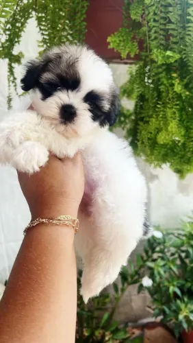 Shih Tzu Mini perfeito