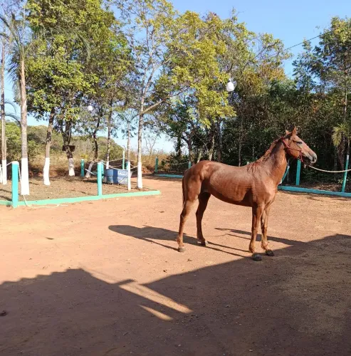 Vendo égua quarto de milha