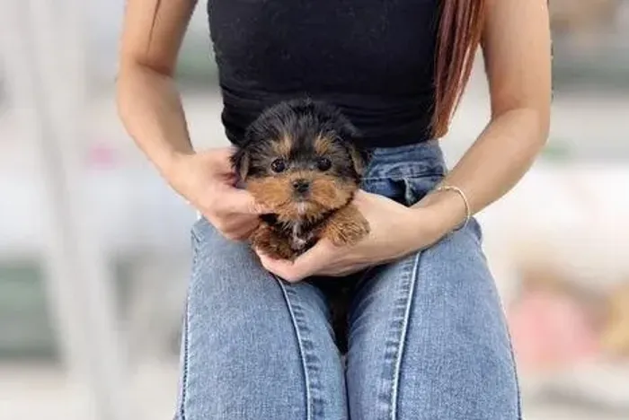 Filhote de cachorro yorkshire super brincalhão e de saúde impecável