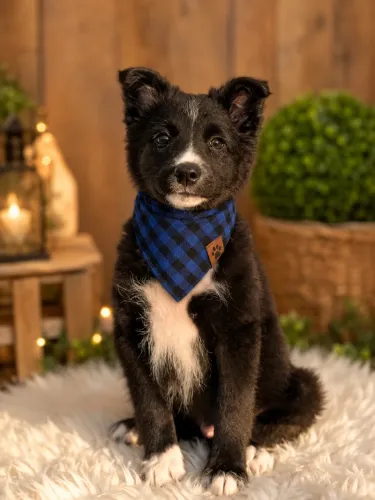 Filhotes de border collie machos!