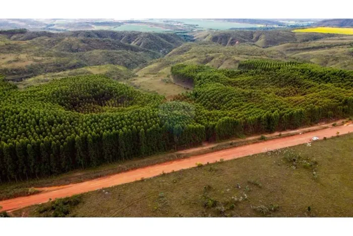 Fazenda de 195 hectares, com Eucaliptos.
