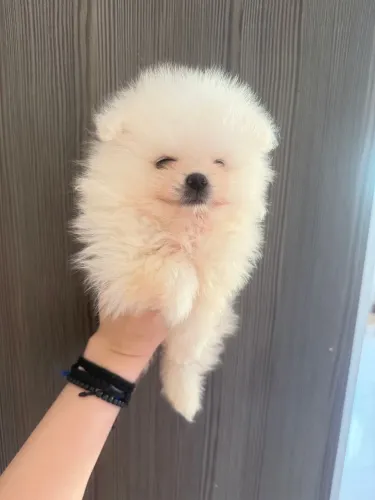 LULU DA POMERANIA MACHO URSINHO