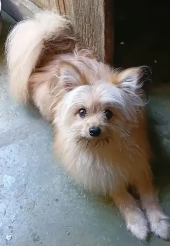 Amigo fiel e carinhoso 