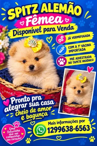 Spitz alemão fêmea