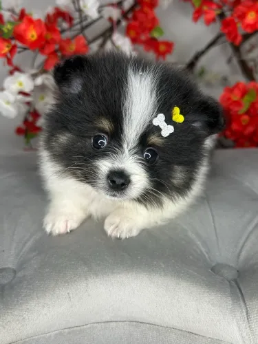 Spitz alemão fêmea