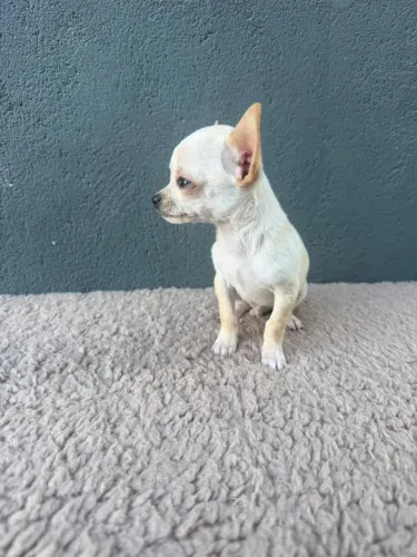 chihuahua