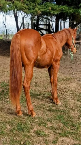 Cavalo Quarto de Milha Puro