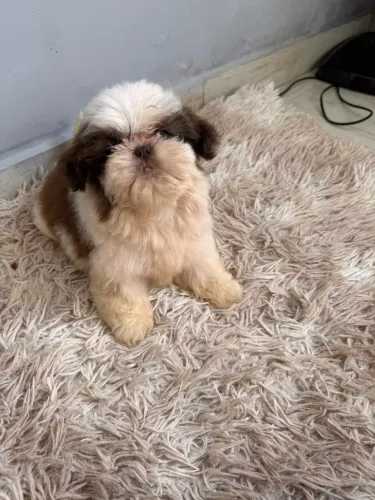 Shih Tzu