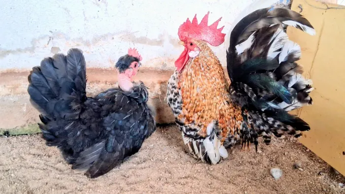 Casal de mini galinhas nanicas garnizé caipirinhas perna curta