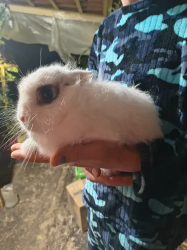 Coelha netherland pet