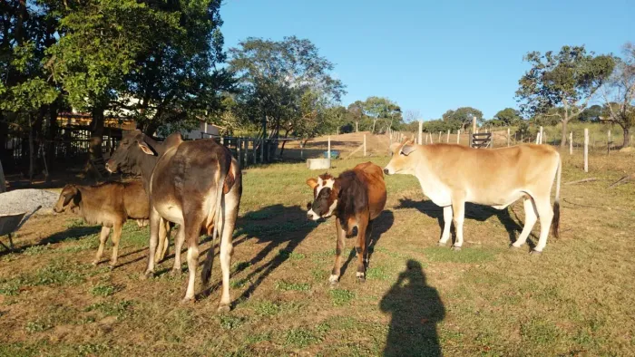 Venda de gado.