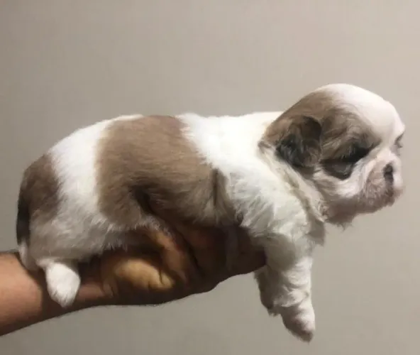 Cachorro ?