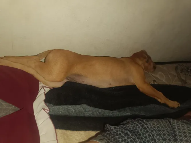 Doa-se cachorra filhote