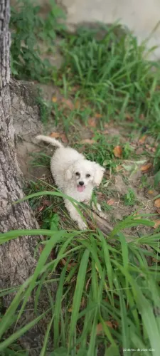 Poodle toyde verdade!1 ano e 3 meses