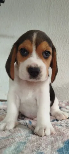 Lindos Filhotes de Beagle com Pedigree