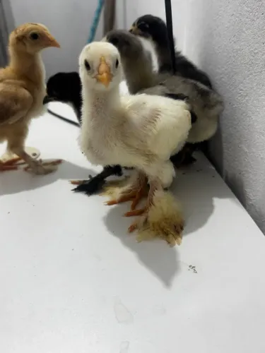 Pintinhos racha Brahma 