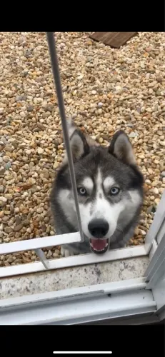 Husky Siberiano DOAÇÃO 