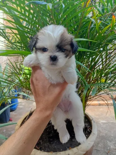 Shih tzu filhote (macho)