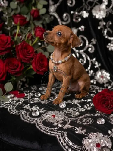 Pinscher micro 0 entrego hoje