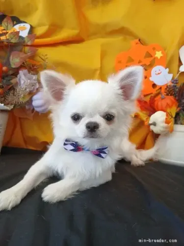 Cachorro filhote esperto e curioso Chihuahua
