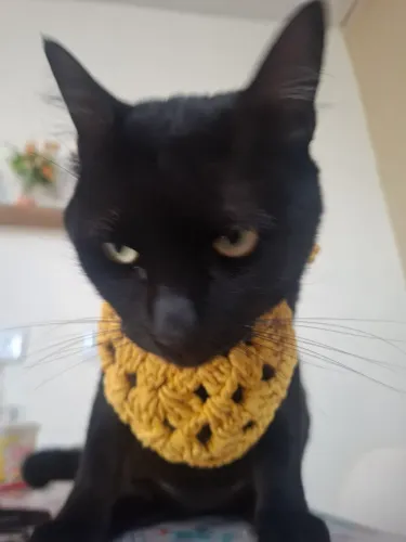 Bandana pet de crochê