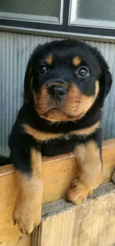 Rottweiler - Presença marcante e um coração dedicado à família