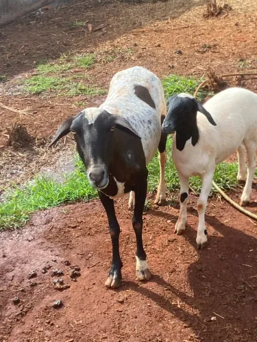Vendo ovelha Santa Inês