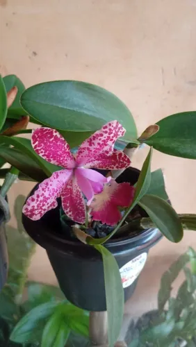 Linda cattleya shileriana & cruzeiro do sul , adulta no  pote 25 com  quatro bulbos .