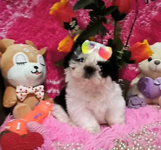 Shih Tzu fêmea mini
