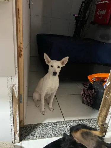 Doação responsável boa viagem