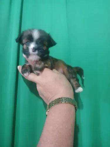 Shitzu  macho  mini 