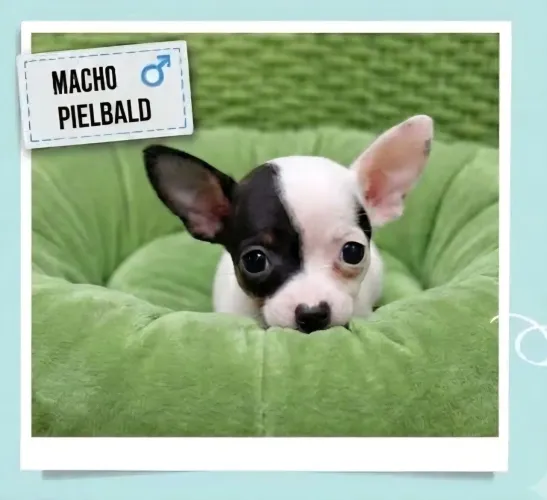 Filhote Pielbald de Pinscher