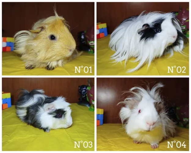 OFERTA Porquinho da índia lindos