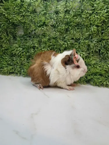 Porquinho da india
