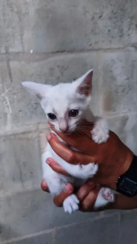 3 gatinhos filhotes para adoção