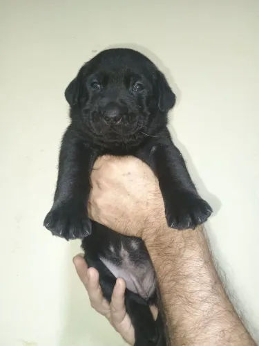 Labrador Fêmea